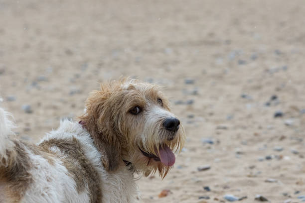 istock Griffon Vendeen basset dog looking over its shoulder at camera 1226001671