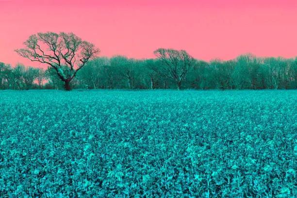 Photo of Alternative reality. Surreal pink sky landscape in AI vision