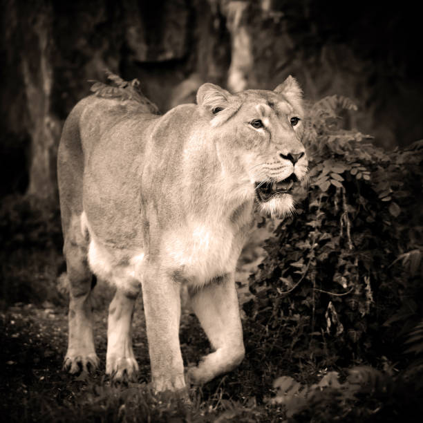 istock Lioness (Panthera leo) standing in green grass, looks out for prey 1226001687