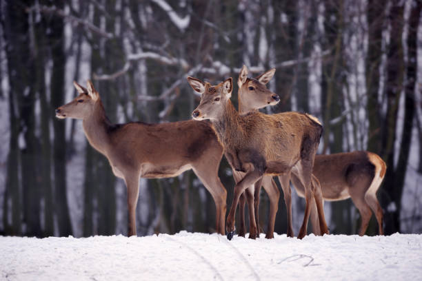 istock Young deers over the forest background in winter 1226001723