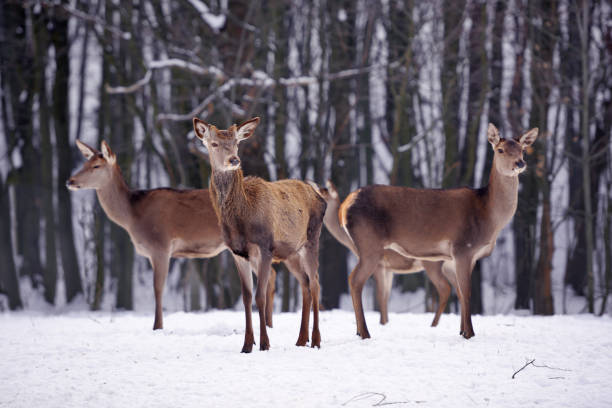 istock Young deers over the forest background in winter 1226001727