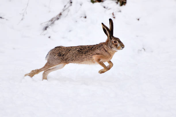 istock The European hare (Lepus europaeus) running on the snow covered field 1226001737