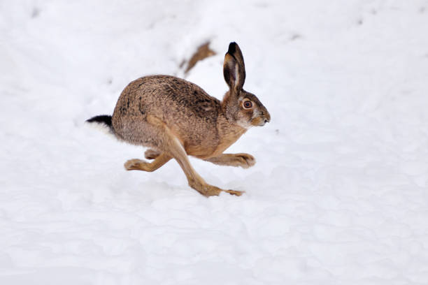 istock The European hare (Lepus europaeus) running on the snow covered field 1226001749