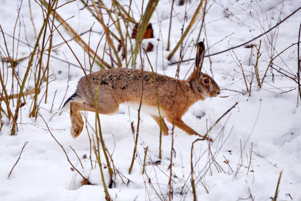 istock The European hare (Lepus europaeus) running on the winter forest 1226001751