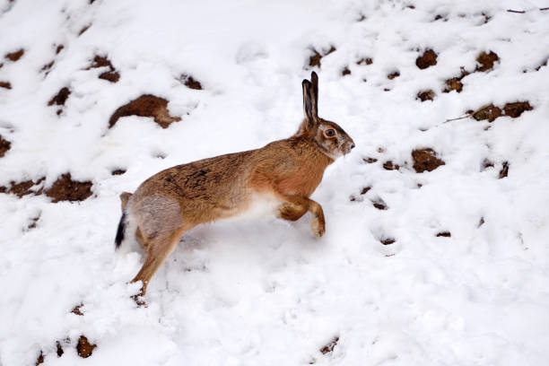 istock The European hare (Lepus europaeus) running on the snow covered field 1226001752