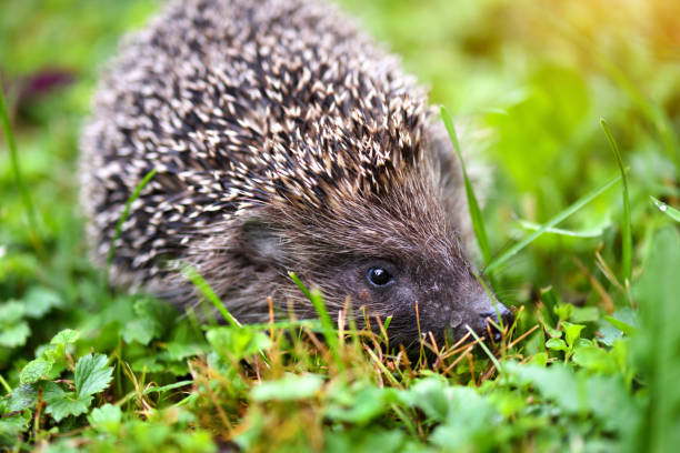 istock Hedgehog, (Scientific name: Erinaceus europaeus) wild, native, European hedgehog on green grass. 1226001814