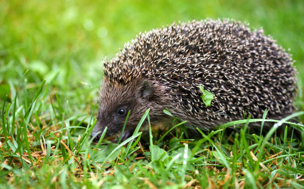 istock Hedgehog, (Scientific name: Erinaceus europaeus) wild, native, European hedgehog on green grass. 1226001816