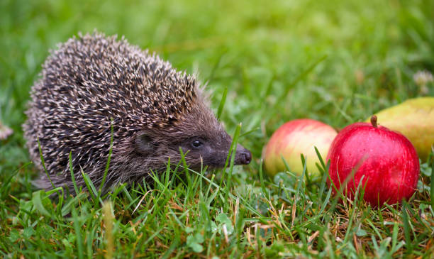 istock Hedgehog (Erinaceus Europaeus) on a green grass near apples 1226001821