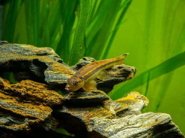 istock Chinese Algae Eater close up in fish tank (Gyrinocheilus aymonieri) with blurred background 1226002222