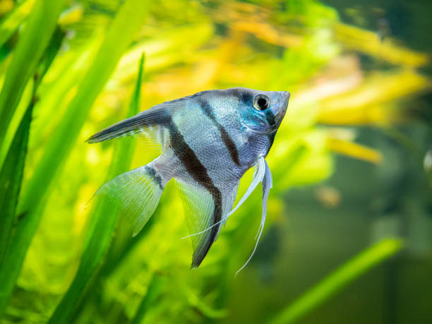 istock zebra Angelfish in tank fish with blurred background (Pterophyllum scalare) 1226002231