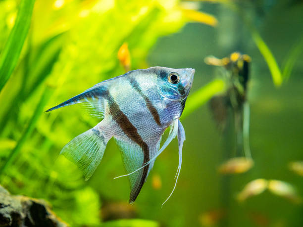 istock zebra Angelfish in tank fish with blurred background (Pterophyllum scalare) 1226002249