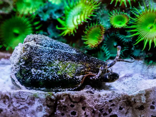 Strombus Luhanus snail on a reef tank