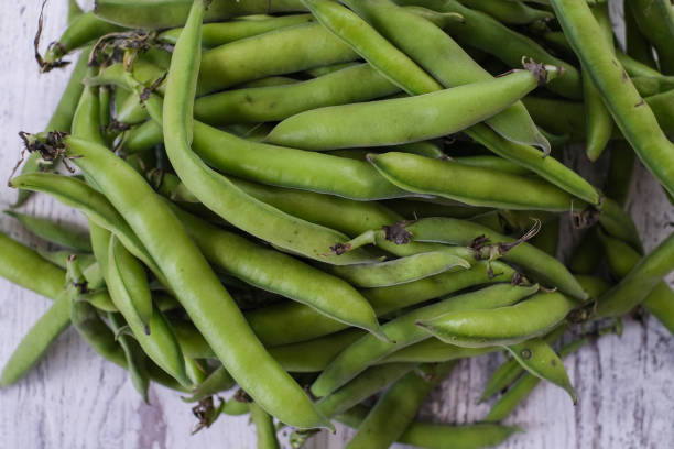 fresh broad beans in the pod - green bean bean pod nobody imagens e fotografias de stock