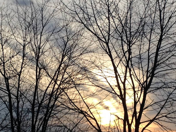 istock Tree silhouette at sunset gold yellow 1226004394