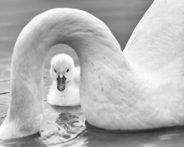 Newborn cygnet framed under mother swan's neck