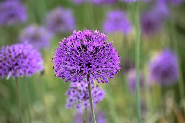 istock close up of a purple flower 1226004929