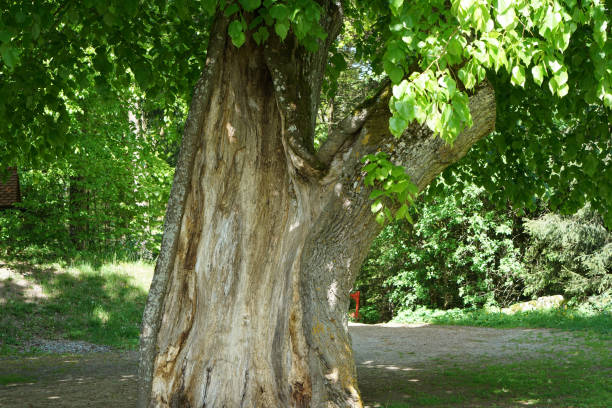 istock Very old hollowed out tree that still hasn't died photographed in spring 1226004992