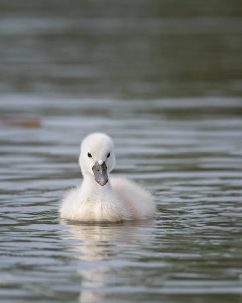 istock Newborn cygnet swimming on lake 1226005045