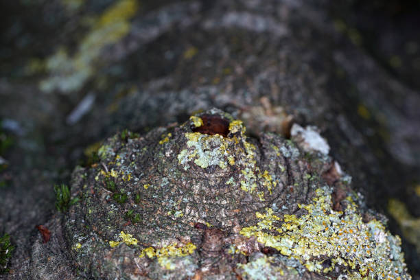 This is a very old hollowed out tree that still hasn't died photographed in spring