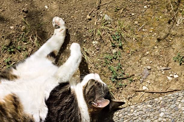 A white and brown cat is sleeping in the garden (Pesaro, Italy, Europe)