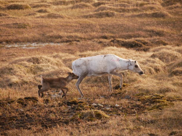 istock White reindeer mother with it's calf in Norway 1226006382