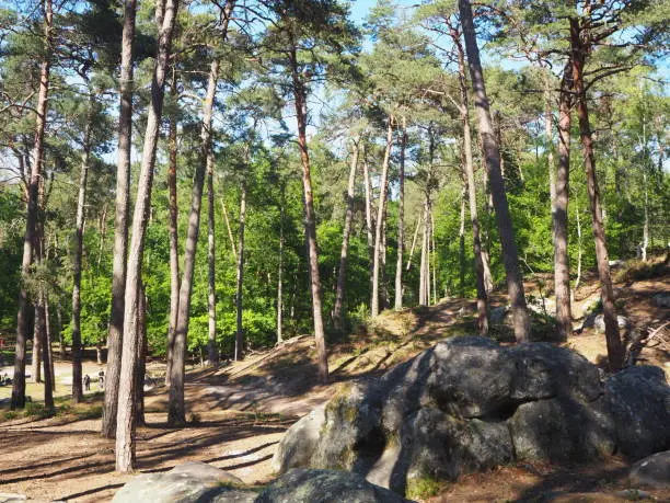 Fontainebleau forest, Barbizon.