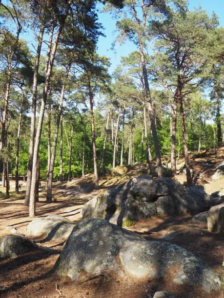 Fontainebleau forest, Barbizon.