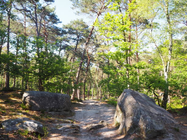 クロード・モネ、Road in the Forest of Fontainebl Road in a Forest Fontainebleau 1864 