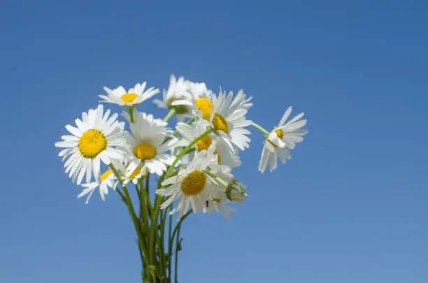 Beautiful fresh daisies bloom outdoors in the field on a summer sunny day