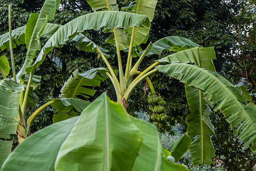 banana palm with bunches of green bananas on a branch in Thailand.