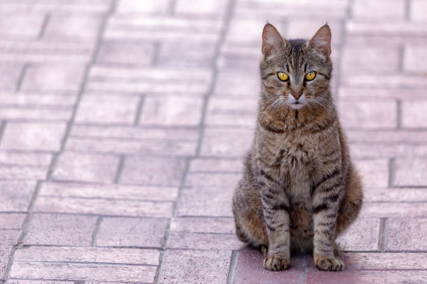 istock Cat sitting like a statue on a pavement background with copy space. 1226010191