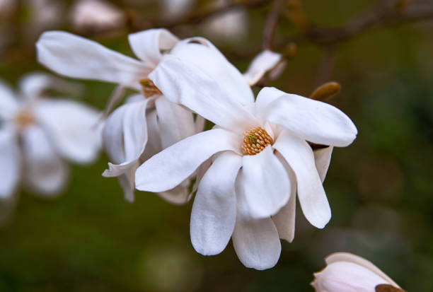istock Beautiful white magnolia flowers. 1226011767