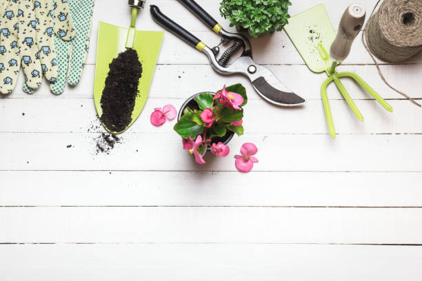 istock Plants and gardening tools on wooden background 1226012646