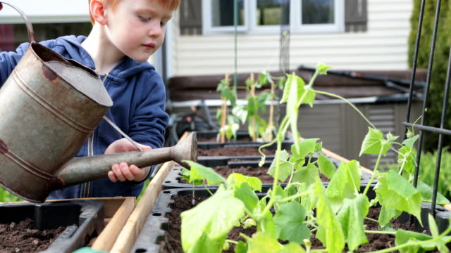 Cute Kid Gardening and Watering Garden While Quarantined at Home During Springtime