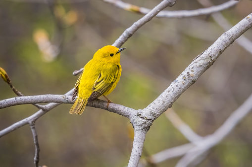 Yellow Warbler perched on a branch with bokeh good for background image