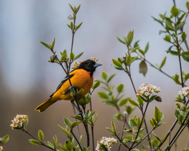 baltimore oriole encaramado en un arbusto floreciente en su migración de primavera - oriole fotografías e imágenes de stock