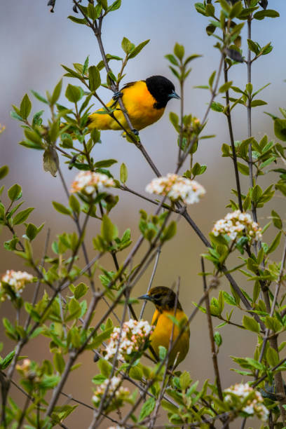istock Two Baltimore Orioles in a flowering bush 1226019215