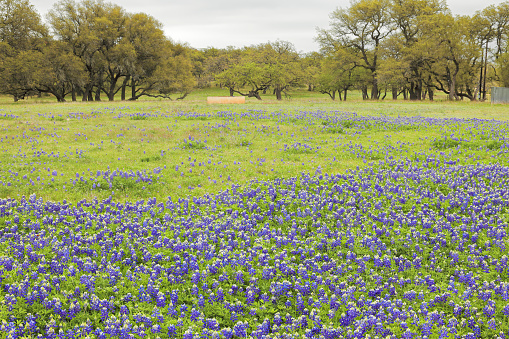A field of Bluebonnets in Texas Hill Country.