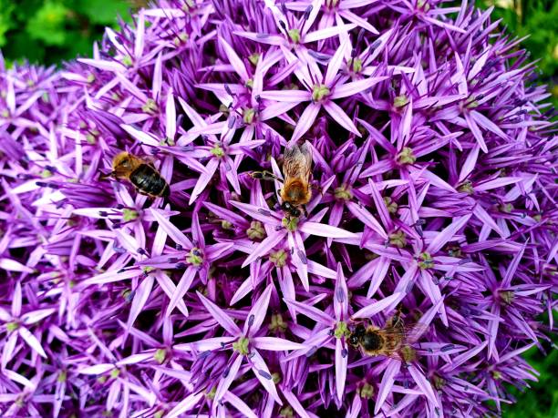 Close-up image from a Giant Onion flower. Those flowers came originally from central and southwestern Asia but they are cultivatet in many other countries. The image was captured during springtime in Zurich City and shows the flower with several bees drinking nectar.
