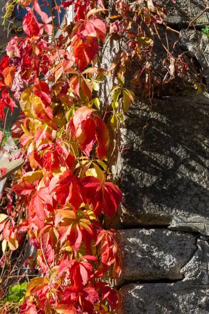Colorful red leaves of Virginia creeper in autumn or fall on an old stone wall in a garden in close up conceptual of the season
