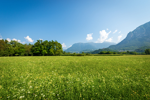 Green meadows and flowers in Valsugana (Sugana valley) Italian Alps, Borgo Valsugana, Trento province, Trentino Alto Adige, Italy, Europe