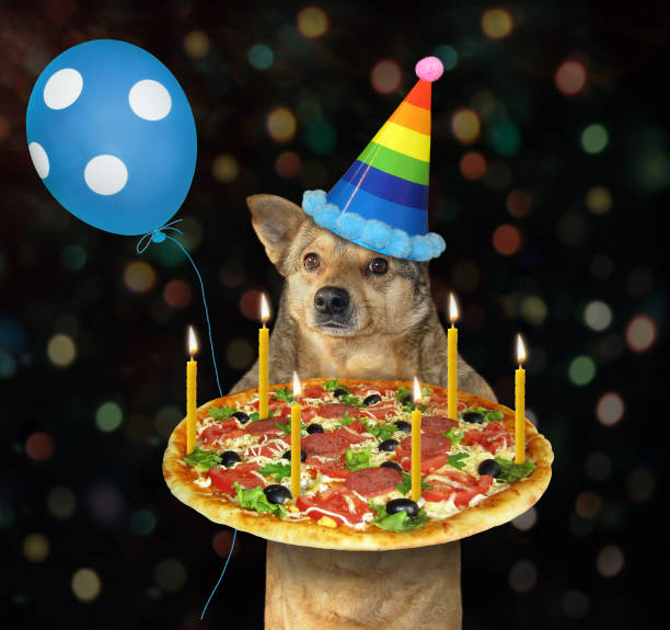 istock Dog in birthday hat with pizza 1226023533