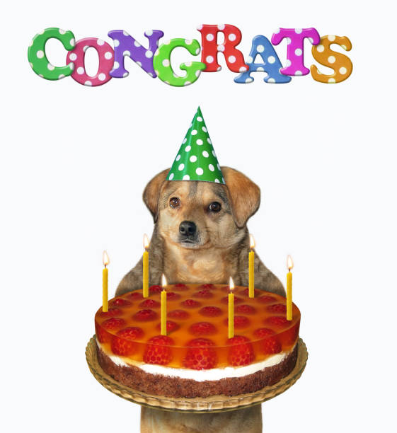 istock Dog in birthday hat holds cake 1226023534