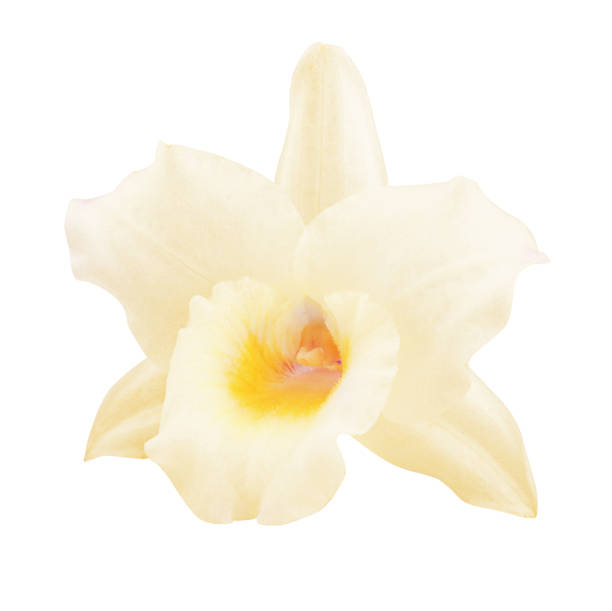ванильный цветок изолирован на белом фоне - bud yellow plant nature стоковые фото и изображения