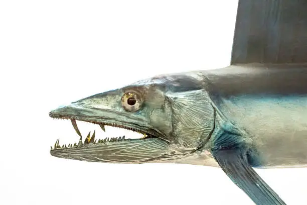 Lancetfish. Close-up of Alepisaurus ferox. Long deepwater fish isolated on white background. Monster looking fish with sharp teeth found in deep Pacific ocean water.