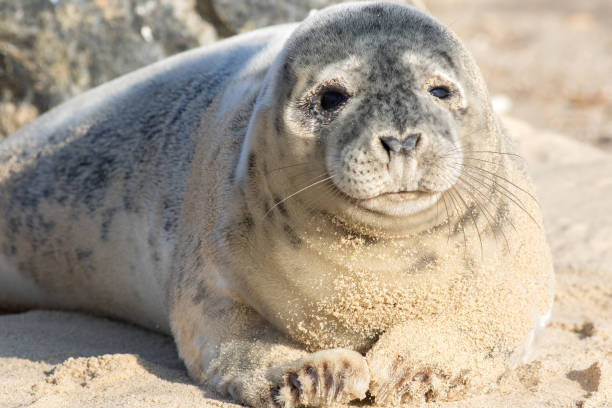 istock Cute adolescent gray seal pup. Grey seal portrait image 1226027298