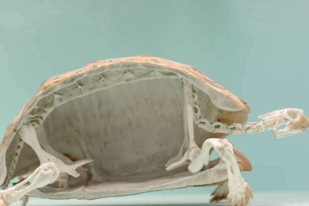 istock Animal adaptation. Cross section of a tortoise skeleton. 1226027312