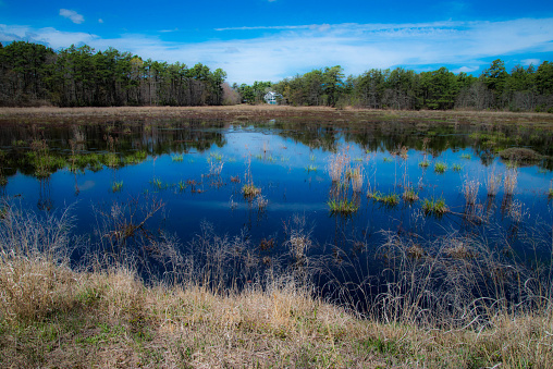 Cranberry Bog at Double Trouble State Park, Pine Barrens, New Jersey