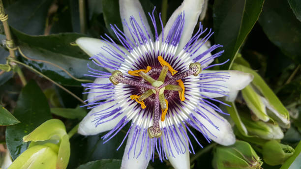 istock Passiflora plant, flower close-up, Passiflora caerulea, medicinal plants, ivy 1226027728