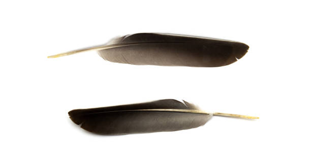 istock Pigeon feather isolated on a white background. 1226028598